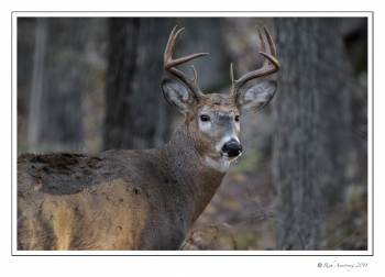 White-tailed Buck 8pt 2.jpg